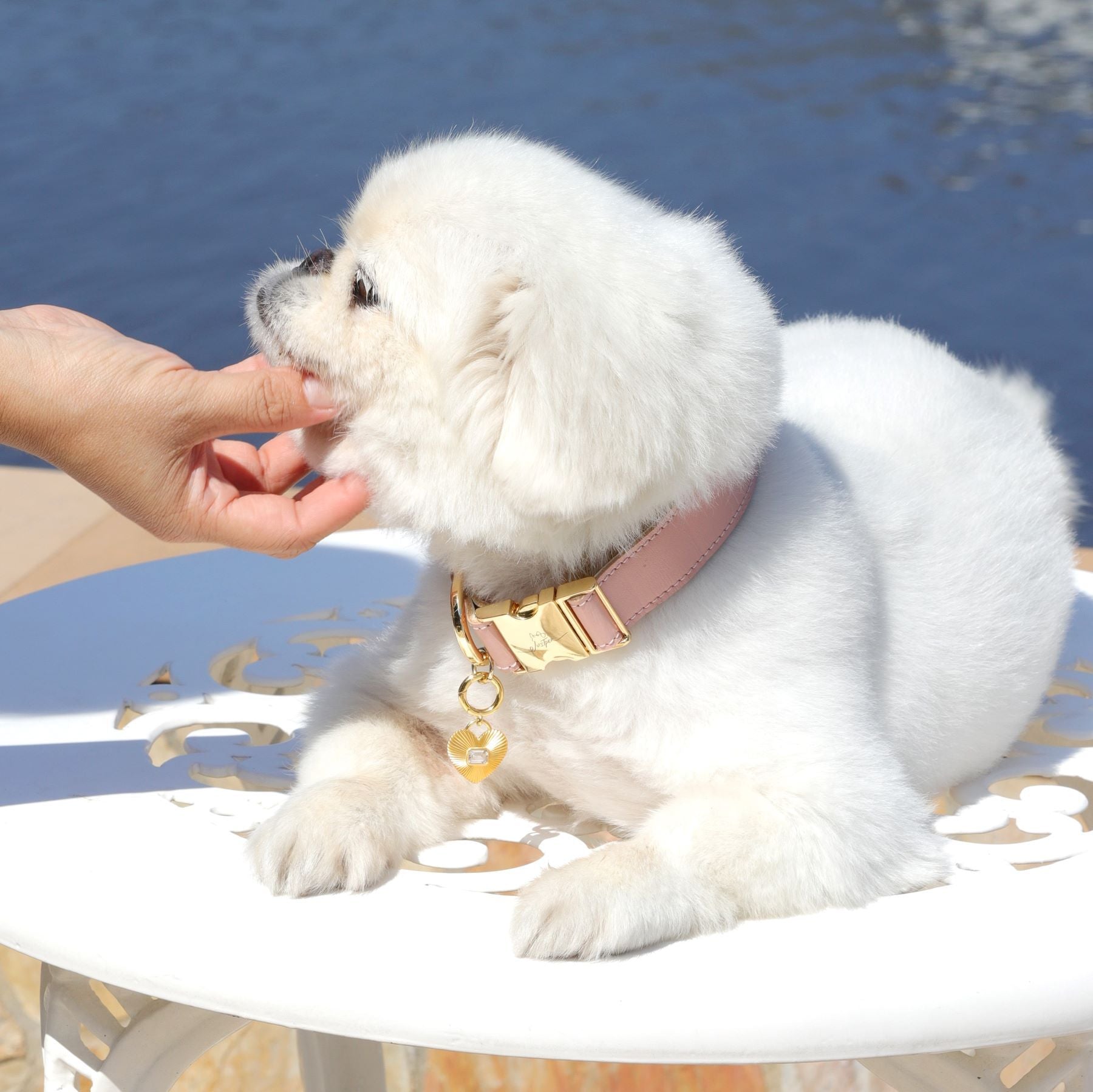 Queen of Paws White Topaz Medium Pet Tag